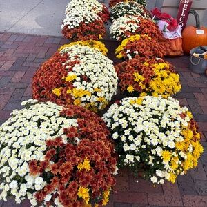 Meet your Posher, Kristin